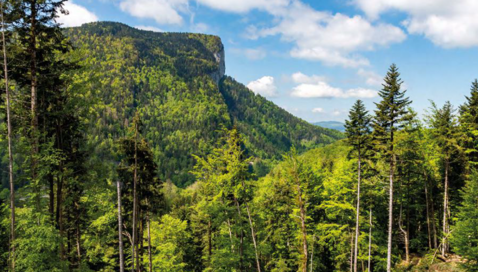 cahier métier filière forêt-bois